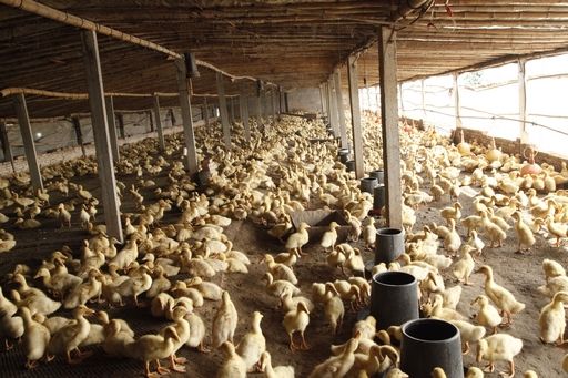 养鸭技术资料大全视频雏鸭养殖与鸭病的防治 大棚养鸭鸭粪处理