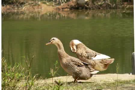 养鸭技术资料大全视频雏鸭养殖与鸭病的防治 大棚养鸭鸭粪处理