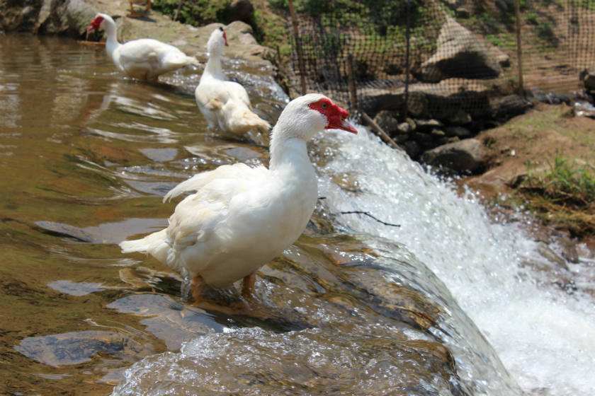 养鸭技术资料大全视频雏鸭养殖与鸭病的防治 大棚养鸭鸭粪处理