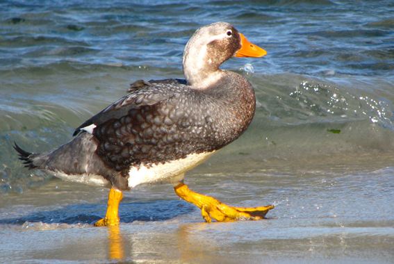 养鸭技术资料大全视频雏鸭养殖与鸭病的防治 大棚养鸭鸭粪处理