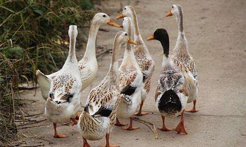 ��Ѽ�������ϴ�ȫ��Ƶ��Ѽ��ֳ��Ѽ���ķ��� ������ѼѼ�ദ��