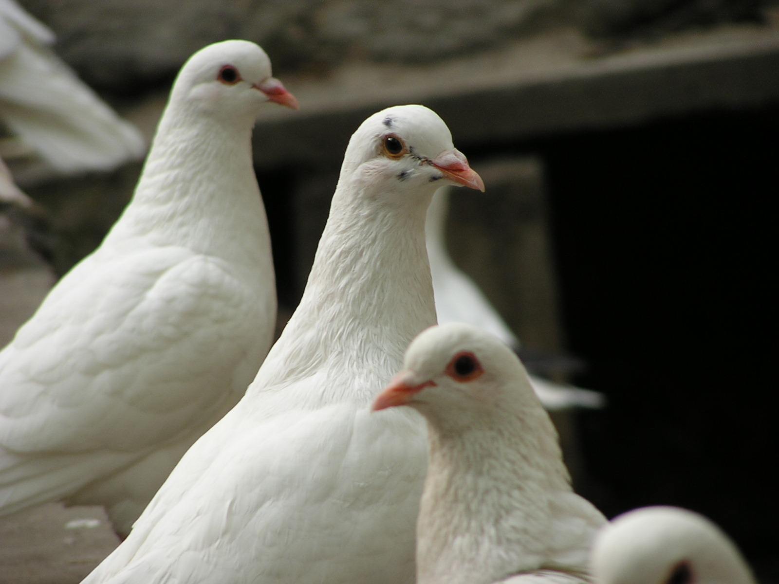 肉鸽养殖新技术视频讲解利润和前景如何 肉鸽养殖饲料配方