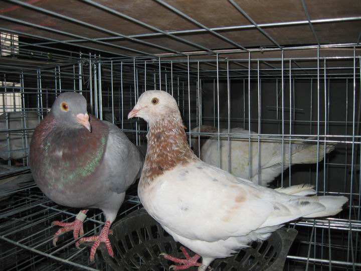 肉鸽养殖新技术视频讲解利润和前景如何 肉鸽养殖饲料配方