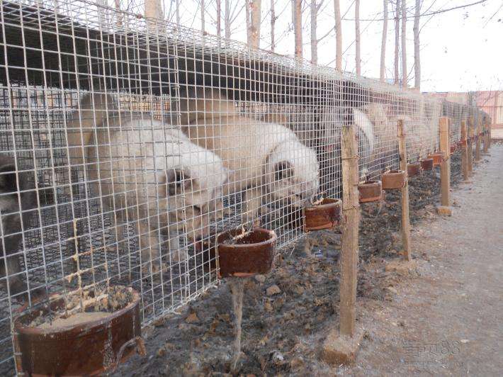貉子养殖与留种技术视频动植物饲料搭配 2018年貉子养殖前景预测