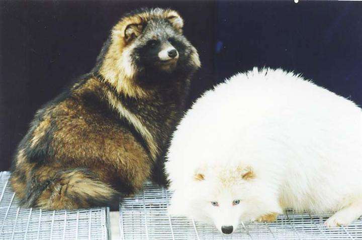 貉子养殖与留种技术视频动植物饲料搭配 2018年貉子养殖前景预测