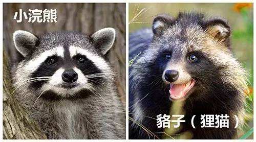 貉子养殖与留种技术视频动植物饲料搭配 2018年貉子养殖前景预测