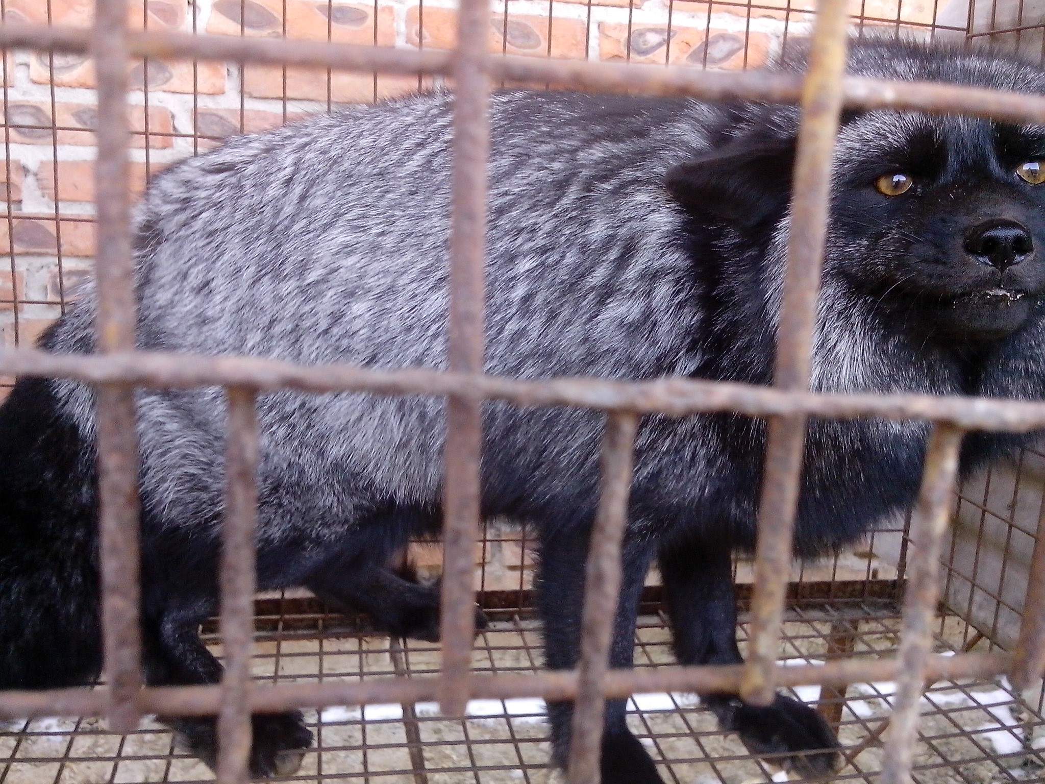 貉子养殖与留种技术视频动植物饲料搭配 2018年貉子养殖前景预测