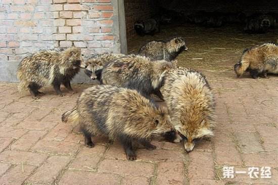 貉子养殖与留种技术视频动植物饲料搭配 2018年貉子养殖前景预测