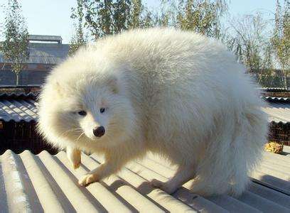 貉子养殖与留种技术视频动植物饲料搭配 2018年貉子养殖前景预测