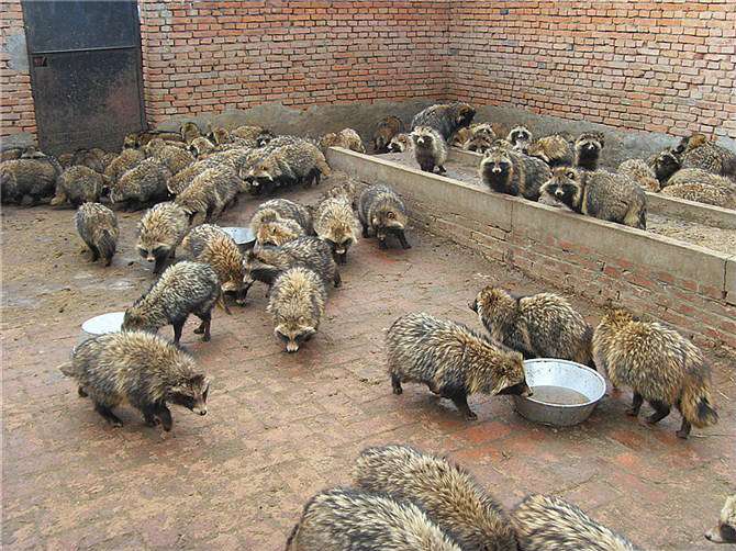 貉子养殖与留种技术视频动植物饲料搭配 2018年貉子养殖前景预测