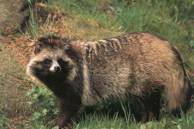 ������ֳ�����ּ�����Ƶ��ֲ�����ϴ��� 2018�������ֳǰ��Ԥ��