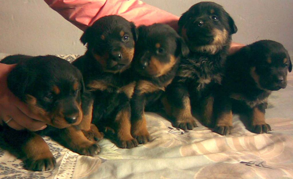 �⹷��ֳ������ȫȫ����Ƶ�������� �⹷��ֳ�����䷽��Ƶ