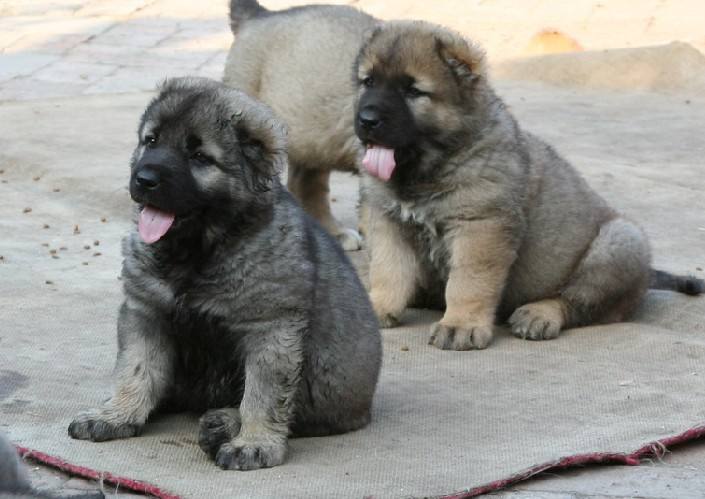 �⹷��ֳ������ȫȫ����Ƶ�������� �⹷��ֳ�����䷽��Ƶ