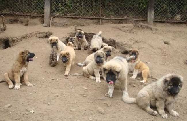 �⹷��ֳ������ȫȫ����Ƶ�������� �⹷��ֳ�����䷽��Ƶ