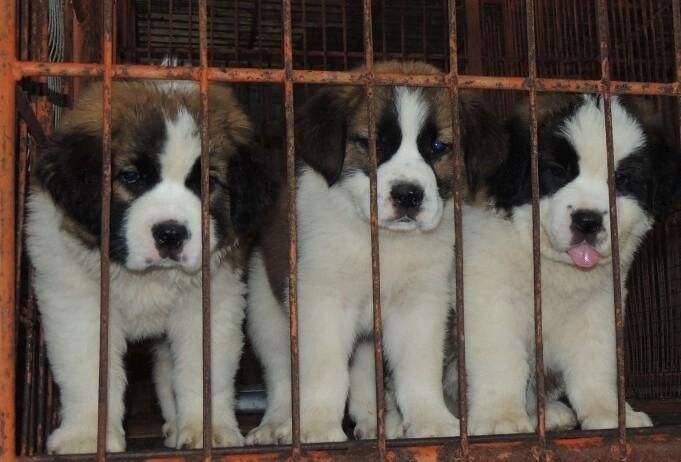 �⹷��ֳ������ȫȫ����Ƶ�������� �⹷��ֳ�����䷽��Ƶ