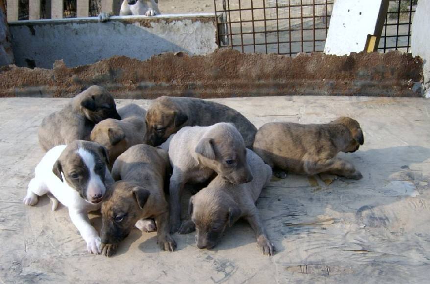 �⹷��ֳ������ȫȫ����Ƶ�������� �⹷��ֳ�����䷽��Ƶ