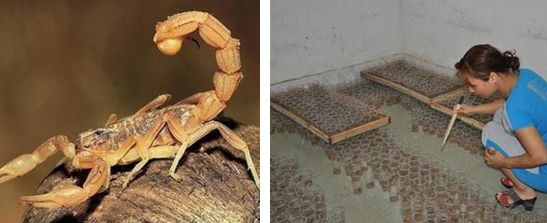 蝎子养殖技术教程视频资料大全 蝎子养殖投资要多少钱利润怎么样