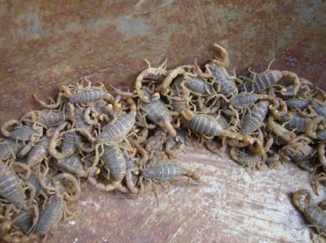 蝎子养殖技术教程视频资料大全 蝎子养殖投资要多少钱利润怎么样