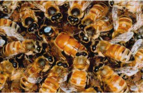 ���似����ѧ������Ƶ�˹�����ָ����ȫ ����������ô������Ƶ