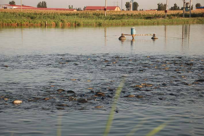 网箱养鱼技术图说学习视频及实施方案 网箱养什么鱼利润最高