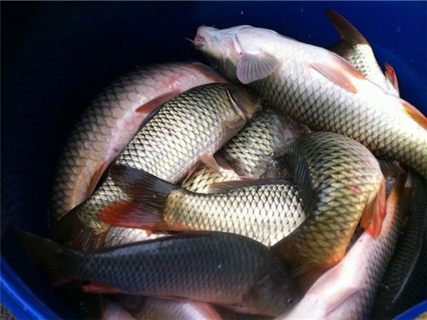 网箱养鱼技术图说学习视频及实施方案 网箱养什么鱼利润最高