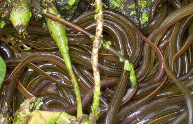 黄鳝养殖技术大全下载培训视频黄鳝病 为什么黄鳝那么难养殖?