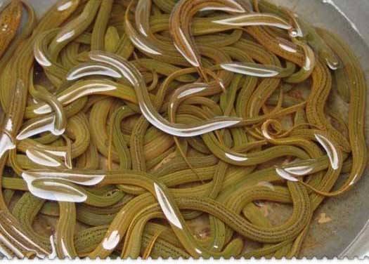 黄鳝养殖技术大全下载培训视频黄鳝病 为什么黄鳝那么难养殖?