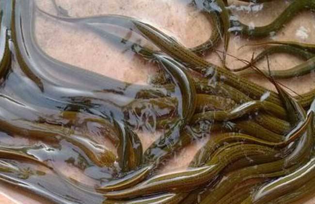 ������ֳ������ȫ������ѵ��Ƶ������  Ϊʲô������ô����ֳ��