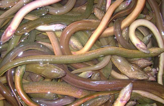 ������ֳ������ȫ������ѵ��Ƶ������  Ϊʲô������ô����ֳ��