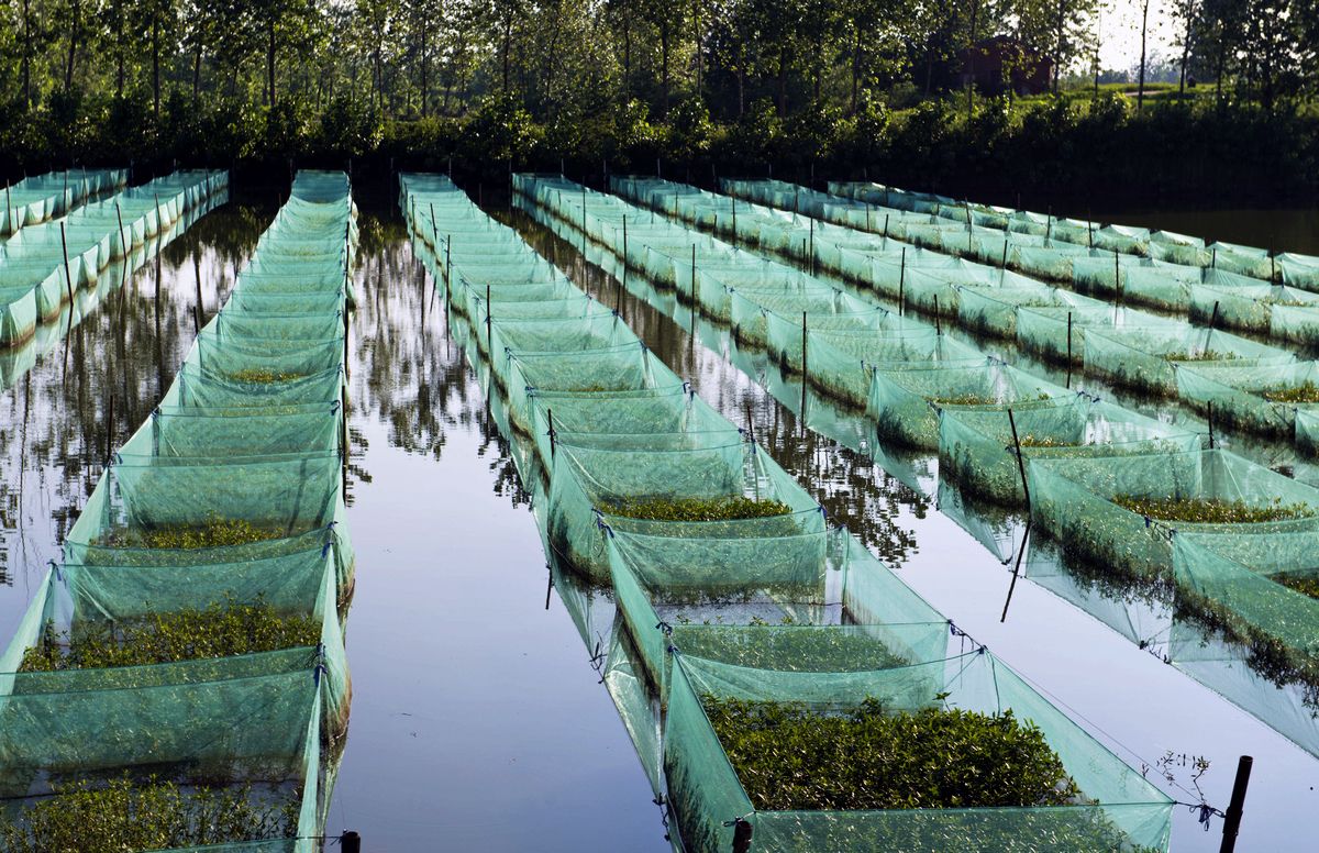 黄鳝养殖技术大全下载培训视频黄鳝病 为什么黄鳝那么难养殖?