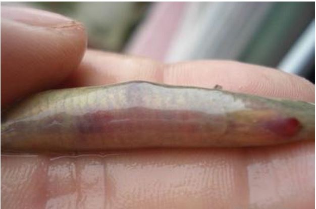 泥鳅养殖新技术大全管理技术精解视频 台湾泥鳅养殖技术亩产