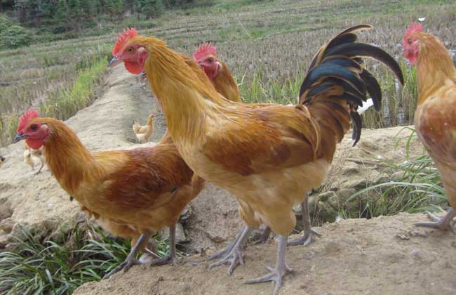 ����ֳ�����ɱ�������Ƶ�����Ƕ��� ����ֳ��ǰ����ô����