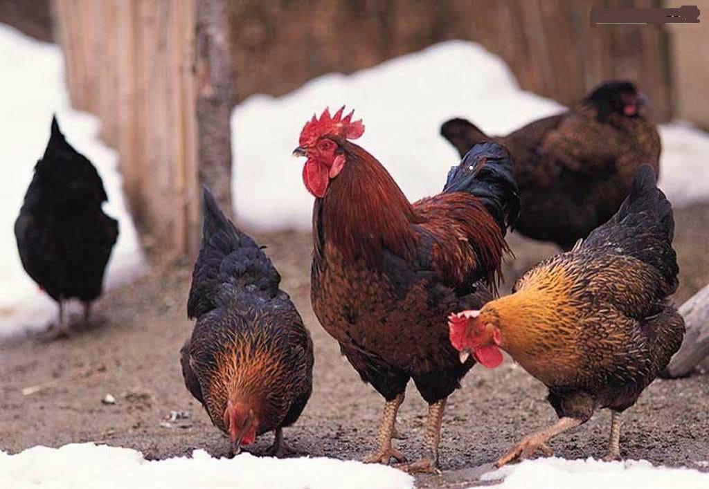 柴鸡养殖技术成本基地视频利润是多少 柴鸡养殖的前景怎么样?