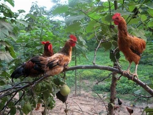 柴鸡养殖技术成本基地视频利润是多少 柴鸡养殖的前景怎么样?