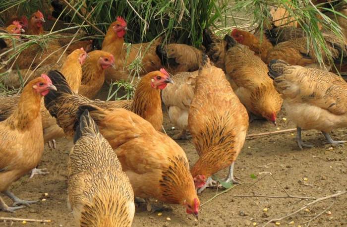 ����ֳ�����ɱ�������Ƶ�����Ƕ��� ����ֳ��ǰ����ô����