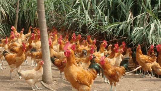 ����ֳ�����ɱ�������Ƶ�����Ƕ��� ����ֳ��ǰ����ô����