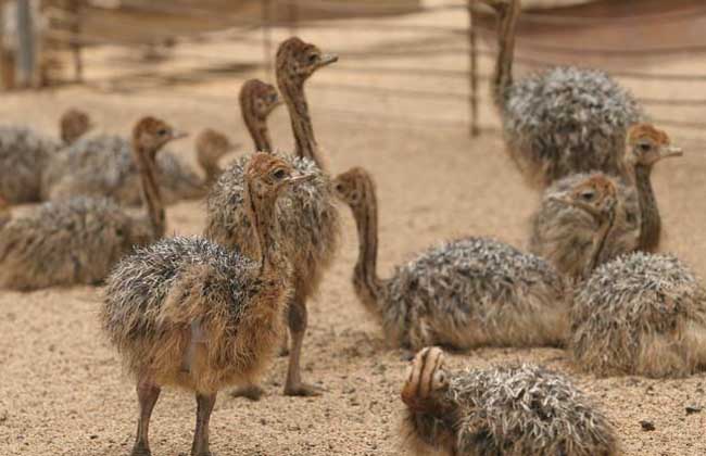 鸵鸟养殖技术视频成本利润计算 鸵鸟养殖前景和价格究竟如何