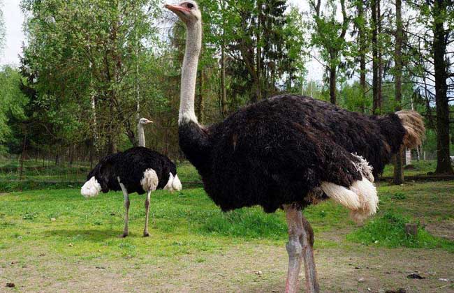 鸵鸟养殖技术视频成本利润计算 鸵鸟养殖前景和价格究竟如何