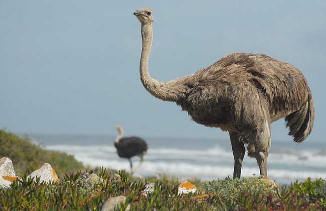 ������ֳ������Ƶ�ɱ��������  ������ֳǰ���ͼ۸񾿾����