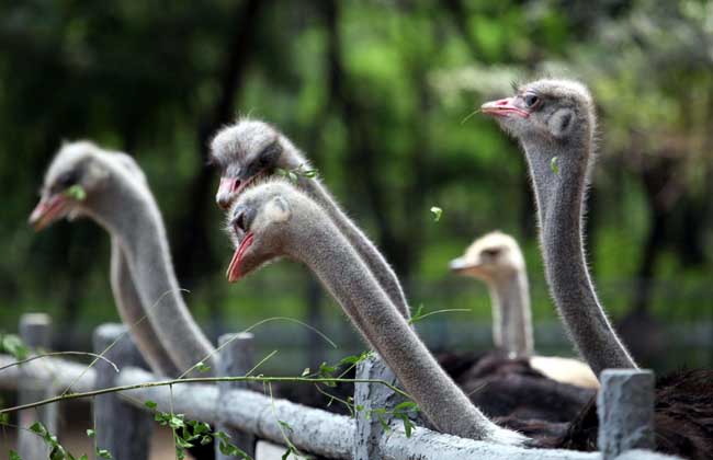 ������ֳ������Ƶ�ɱ��������  ������ֳǰ���ͼ۸񾿾����