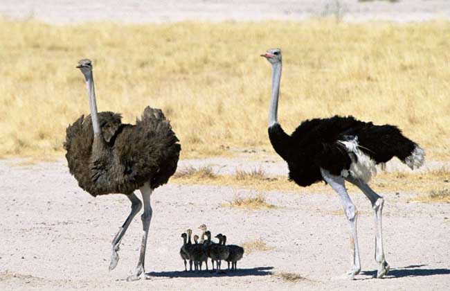鸵鸟养殖技术视频成本利润计算 鸵鸟养殖前景和价格究竟如何