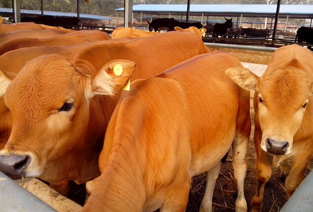 养牛技术资料指导大全培训视频教程 养牛技术应注意的问题