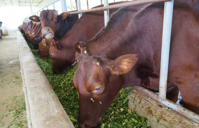 养牛技术资料指导大全培训视频教程 养牛技术应注意的问题