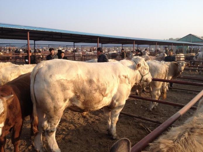 养牛技术资料指导大全培训视频教程 养牛技术应注意的问题