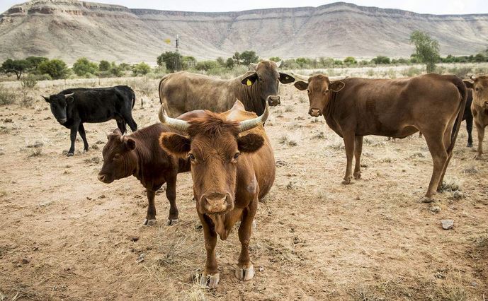 养牛技术资料指导大全培训视频教程 养牛技术应注意的问题