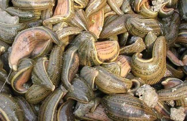 蚂蝗养殖技术教程视频观看养殖存在哪些风险 蚂蝗养殖前景利润