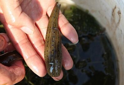 蚂蝗养殖技术教程视频观看养殖存在哪些风险 蚂蝗养殖前景利润