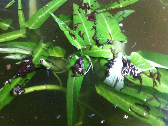 �����ֳ�����̳���Ƶ�ۿ���ֳ������Щ���� �����ֳǰ������