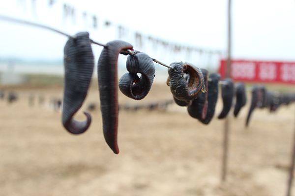 �����ֳ�����̳���Ƶ�ۿ���ֳ������Щ���� �����ֳǰ������