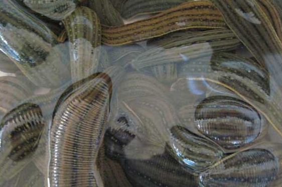 �����ֳ�����̳���Ƶ�ۿ���ֳ������Щ���� �����ֳǰ������